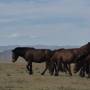 Mongolie - 