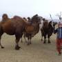 Mongolie - Camel is beautiful