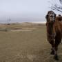 Mongolie - 