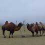 Mongolie - 