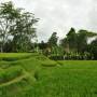 Indonésie - riziere