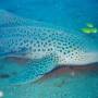 Australie - Requin l&eacute;opard