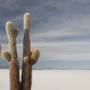 Bolivie - cactus !