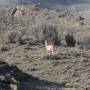 Argentine - Rencontre de Guanacos sur la route