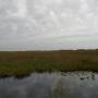 USA - paysage everglaes