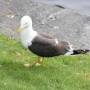 Norvège - Mouette Stavanger