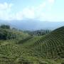 Darjeeling: Vue sur l'hymalaya...