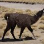 Bolivie - Lama
