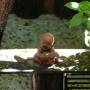 Thaïlande - 
