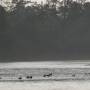 Népal - Chitwan