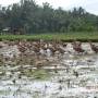 Indonésie - Des canards à Ubud