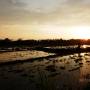 Indonésie - Rizière au coucher du soleil - Ubud