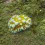 Cambodge - Un autre nudibranche