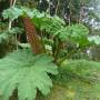 L'ile Chiloe : un petit gout de...