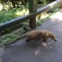 Brésil - coatis