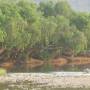 Australie - Reflet des arbres
