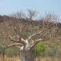 Australie - Boab tree