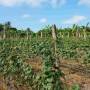 Cambodge - 