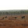 Australie - Des vaches