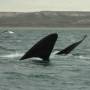 Argentine - Excurtion baleines 8