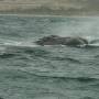 Argentine - Excurtion baleines 12