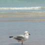 Australie - Mouette à 1 patte
