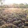 Australie - Buissons ardents