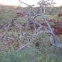 Australie - 