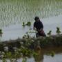 Laos - Plantation du riz