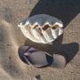 Australie - Coquillage a trouv&eacute; chaussure &agrave; son pied :)