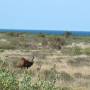 Australie - Emus !!!!
