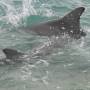 Australie - Dauphins de Monkey Mia