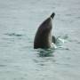 Australie - Dauphins de Monkey Mia