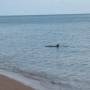 Australie - Bottle bay : dauphin !!!!!