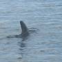 Australie - Bottle bay : dauphin !!!!!