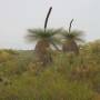 Australie - Grass tree