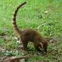 Argentine - Coatis