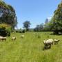 Australie - Des moutons, encore et toujours!