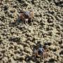 Australie - Une plage pleine de petits crabes violets...