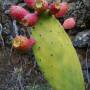Espagne - Cactus