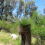 Australie - Grass tree