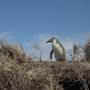 Argentine - Baby pinguin