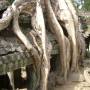 Cambodge - 