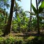 Les Backwaters