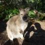 Australie - Gros pif de wallabie.