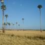 Cambodge - A perte de vue des rizieres assechees
