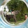 Inde - Ballade en elephant