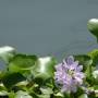 Inde - Back waters
