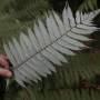 Nouvelle-Zélande - NZ famous symbol...the silver tree fern
