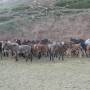 Argentine - Les mules de l Aconcagua